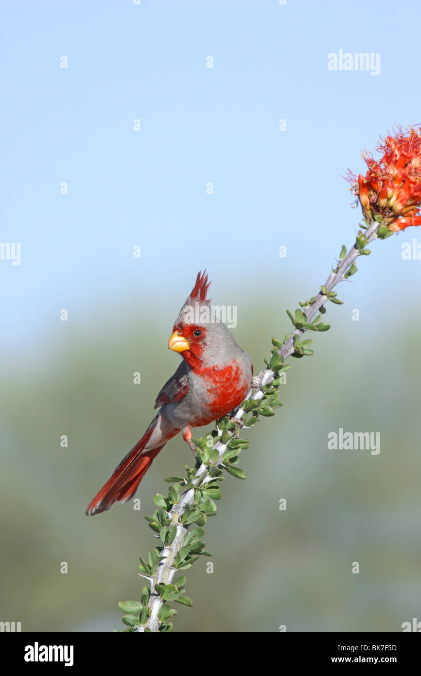 Mâle adulte Pyrrhuloxia sur la branche. Banque D'Images