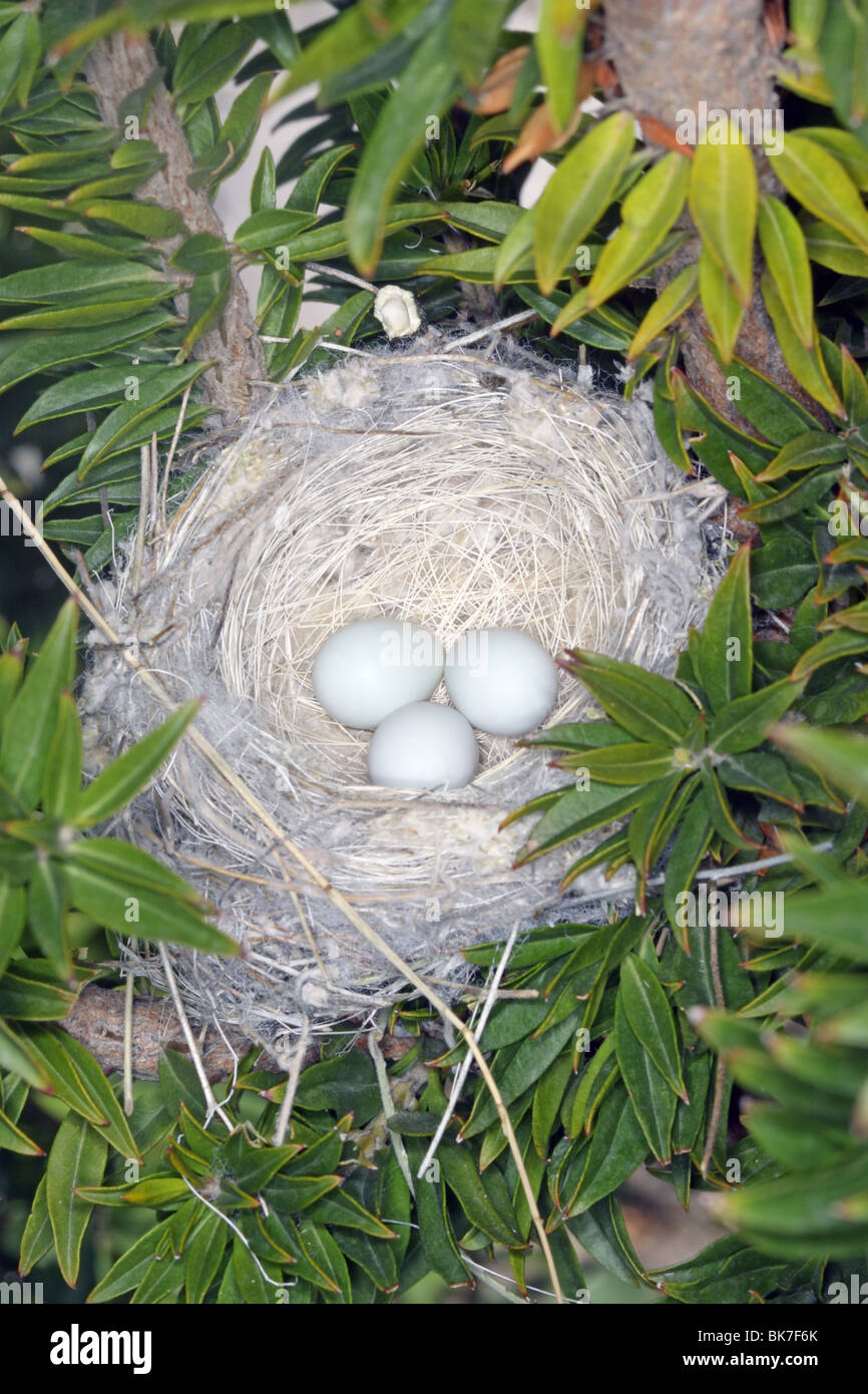 Chardonneret mineur Nid et oeufs. Banque D'Images