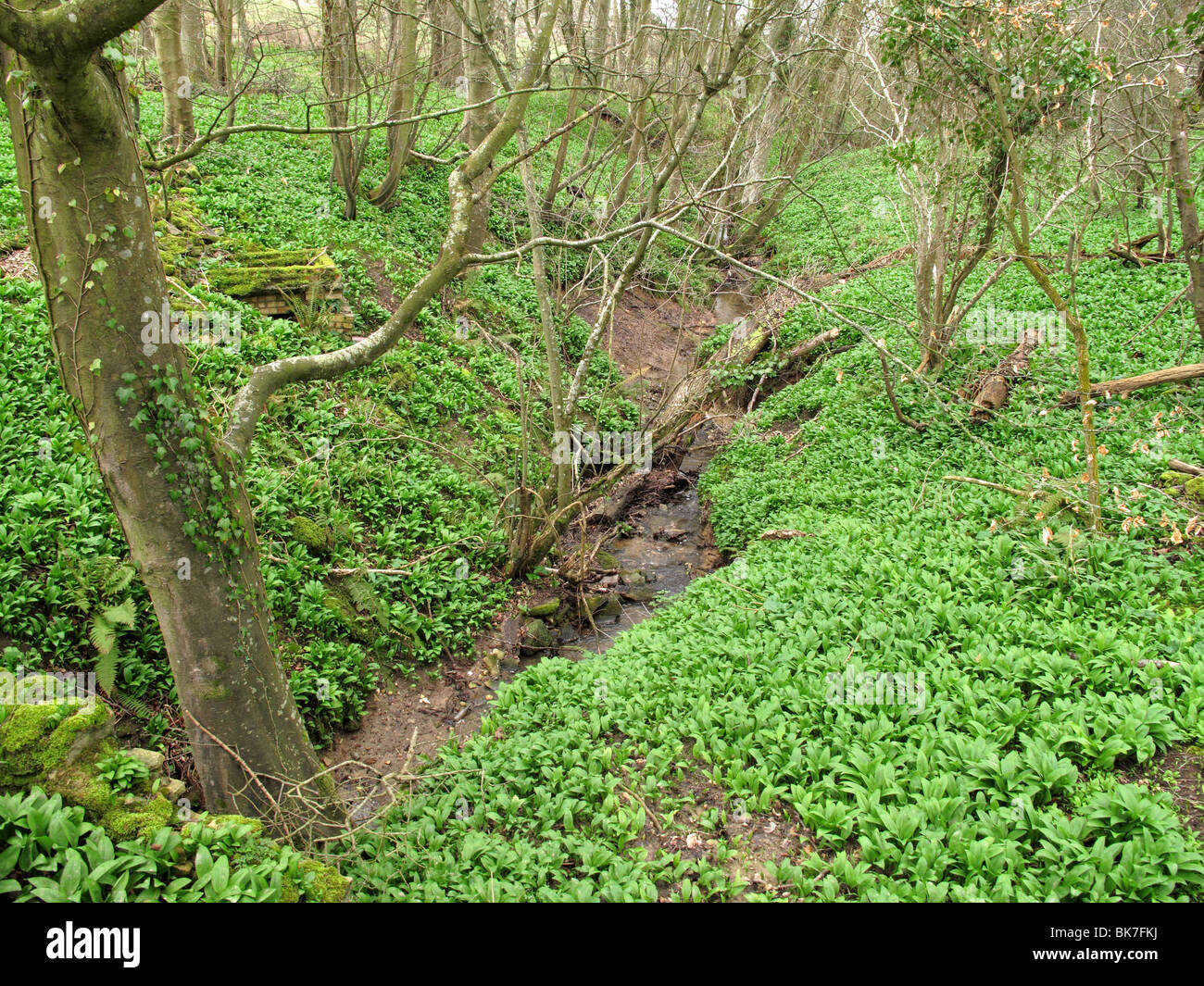 L'ail sauvage dans les bois Banque D'Images