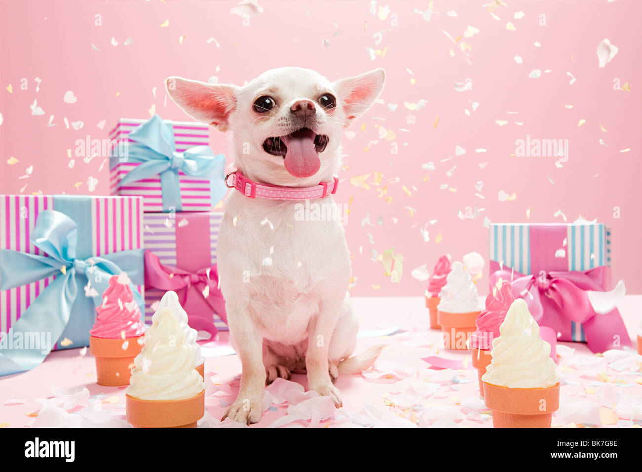Chihuahua Birthday Banque D Image Et Photos Alamy Chihuahua Birthday Banque D Image Et Photos Alamy
