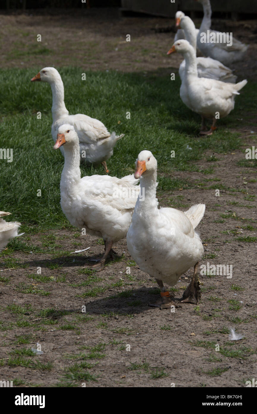 Gander Goose bernaches Banque D'Images