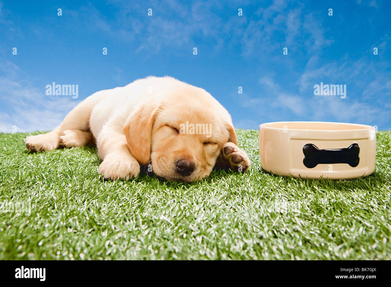 Couchage chien chiot Labrador par bol Banque D'Images