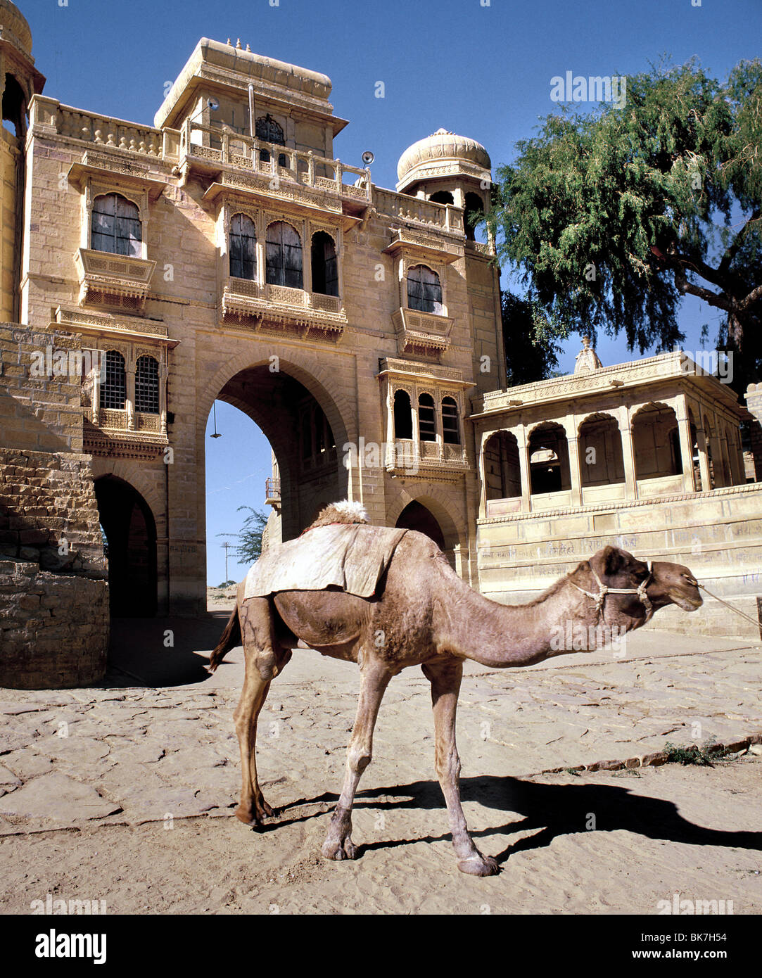 Camel, Jaisalmer, Rajasthan, Inde, Asie Banque D'Images