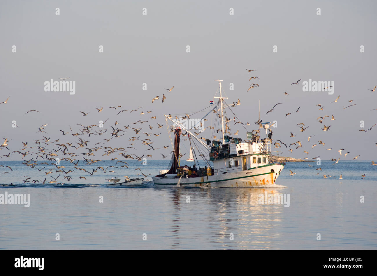 Un bateau de pêche entouré de mouettes de retourner à Rovinj tôt le matin, la mer Adriatique, l'Europe Banque D'Images