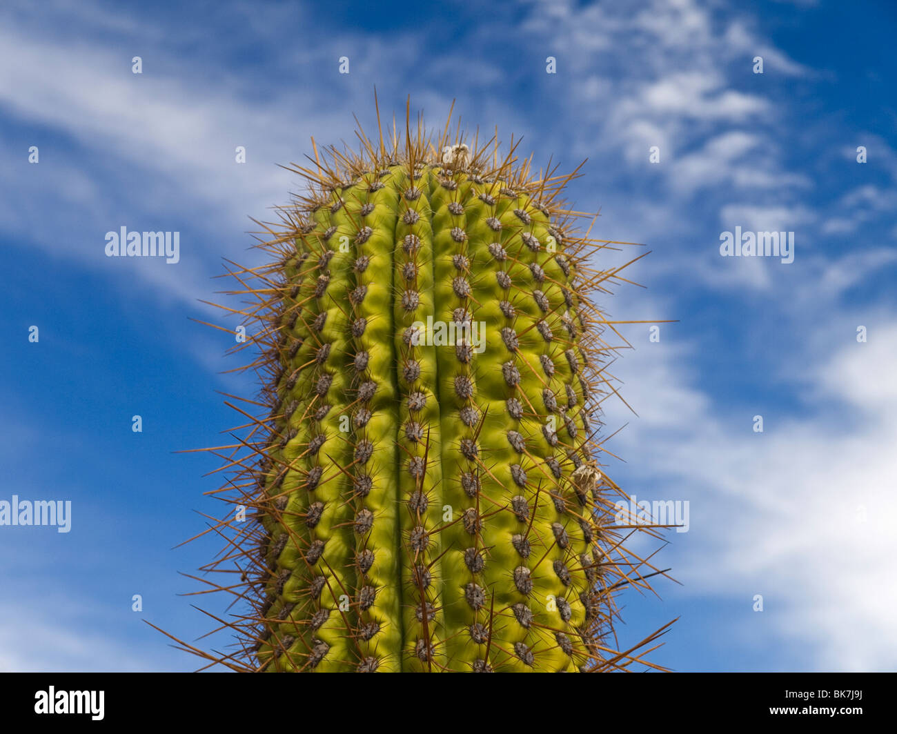 Un cactus vert sur un ciel bleu avec des nuages. Banque D'Images