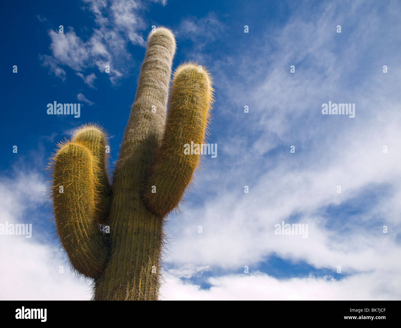 Un cactus vert sur un ciel bleu avec des nuages. Banque D'Images
