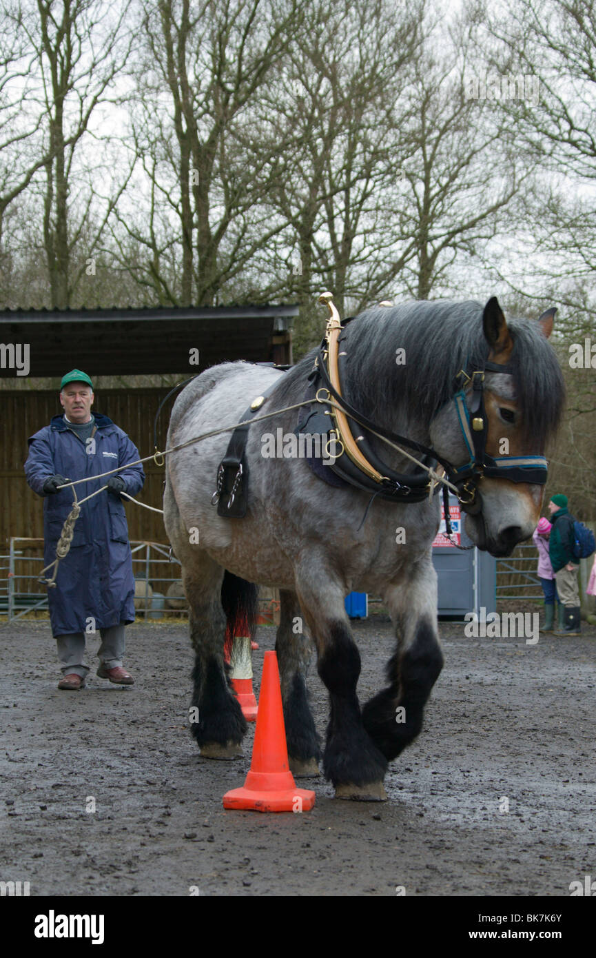 Cheval de travail trust open day Geauga Lake's Wildwater Kingdom East Sussex England Banque D'Images