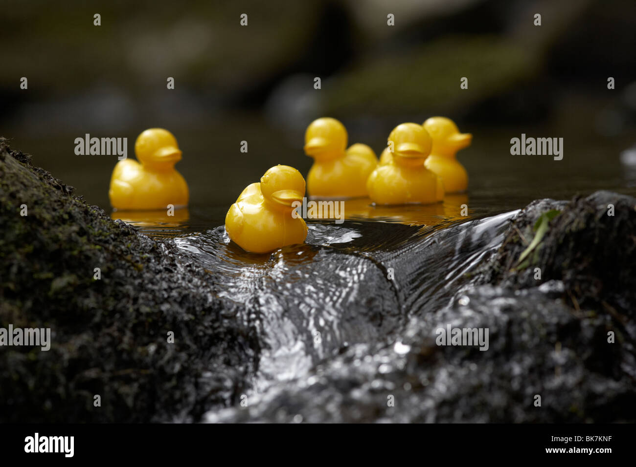 Jouet en plastique jaune canards sur une rivière qui coule sur des roches dans le uk Banque D'Images