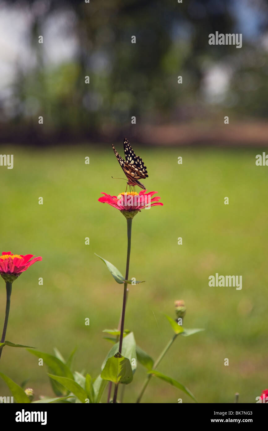 Papillon sur fleur. avec une faible profondeur de champ Banque D'Images