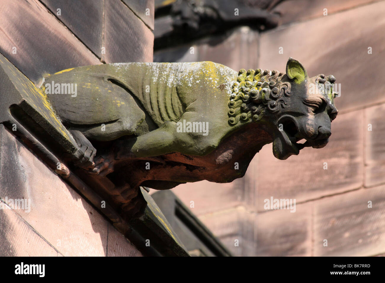 Lion gargouille à la cathédrale de Chester, Cheshire, Royaume-Uni Banque D'Images