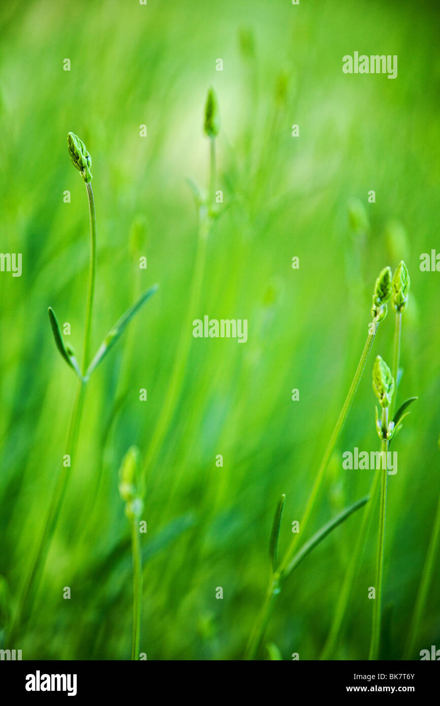 Champ d'herbe verte avec fond selective focus Banque D'Images