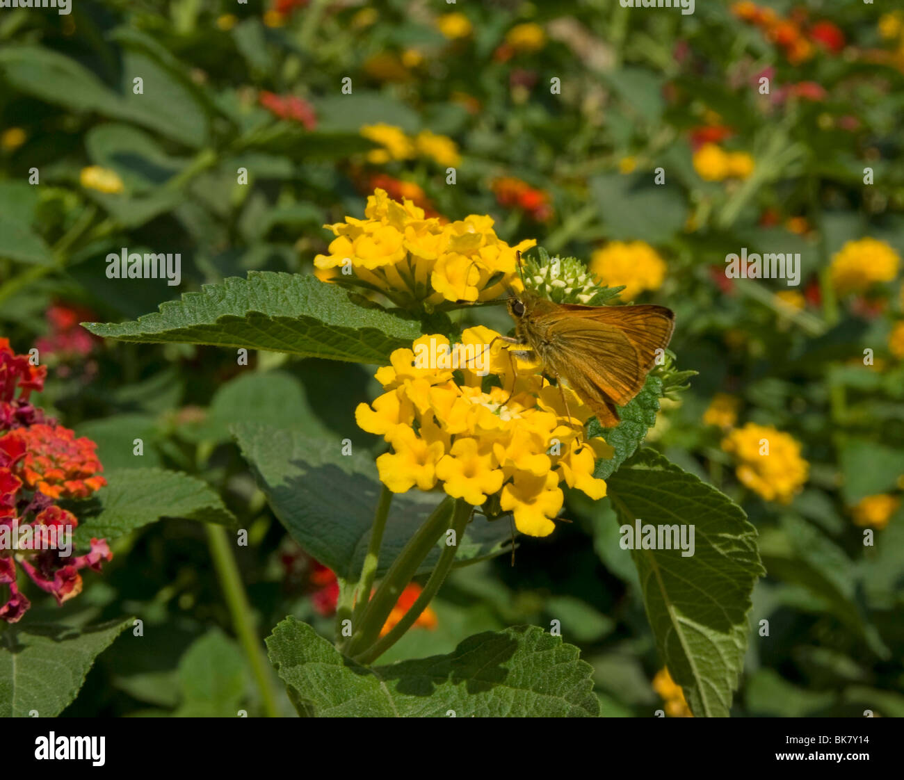 Grand patron papillon sur lantana fleurs en Toscane Italie Banque D'Images