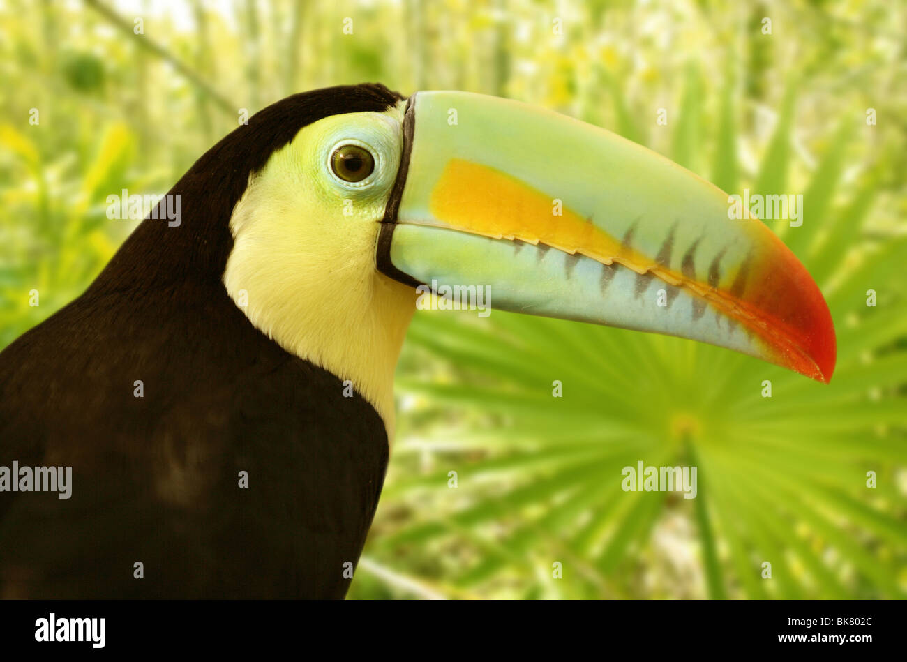 Tamphastos sulfuratus toucan kee facturés sur la jungle Banque D'Images