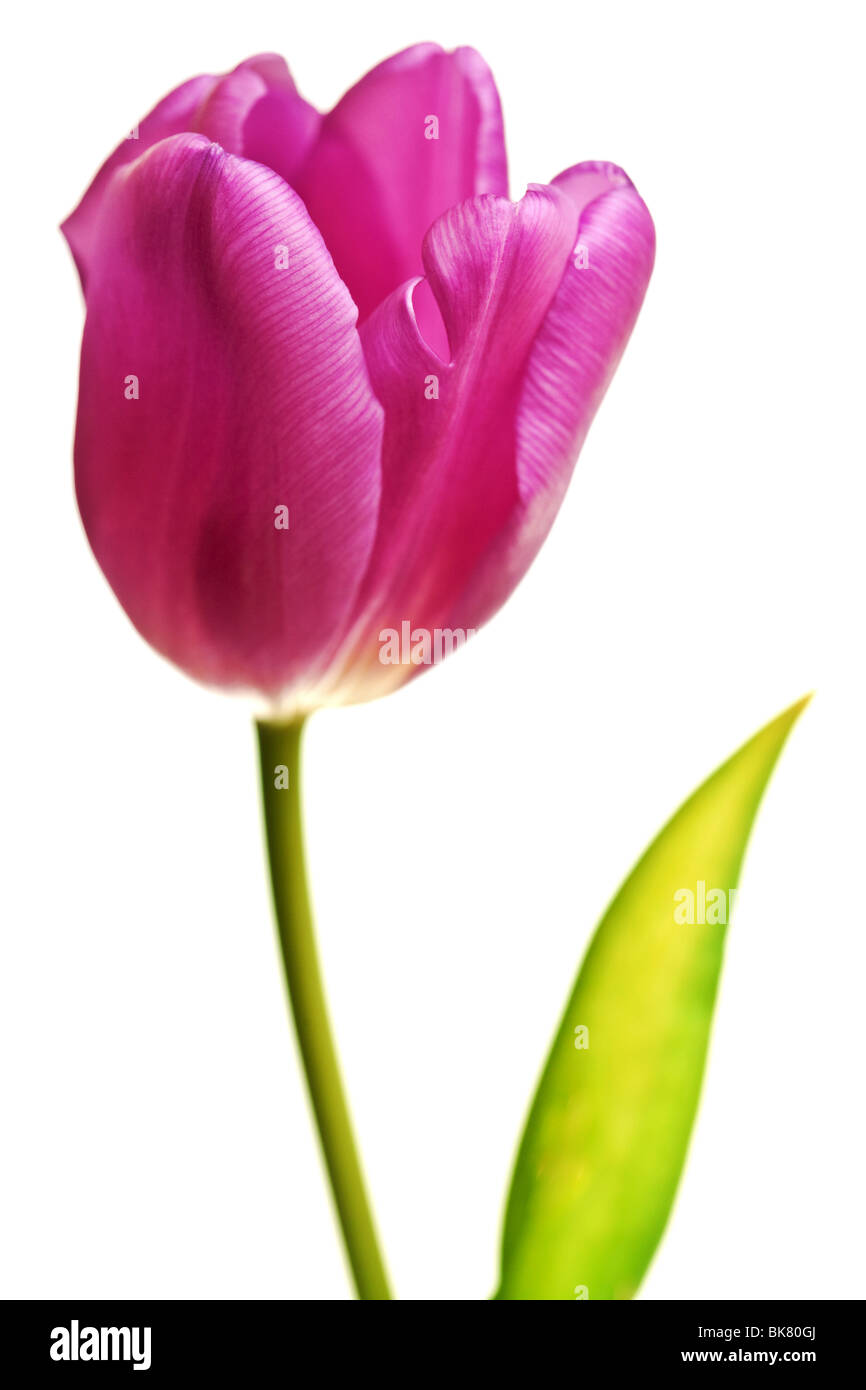 Tulipes au printemps violet isolé sur un fond blanc, pur Banque D'Images