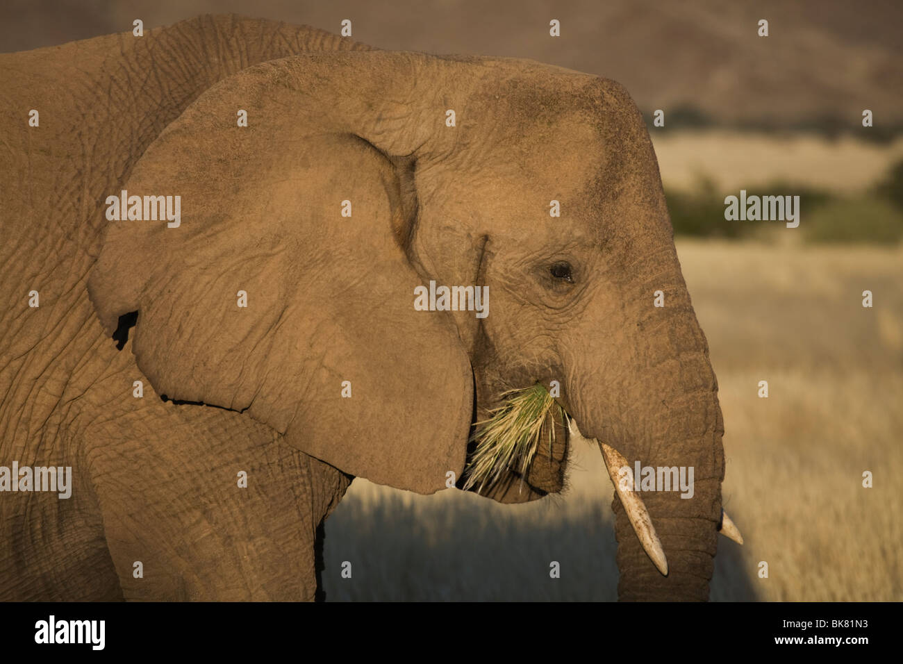 L'éléphant du désert, la vallée de la rivière Aba-Huab, Damaraland, Namibie Banque D'Images