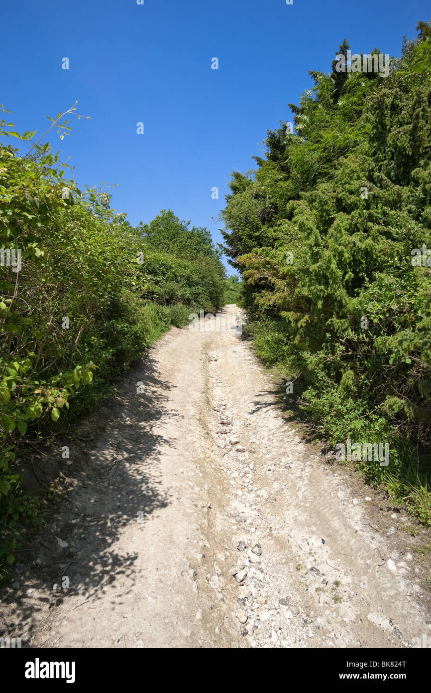 Chemin Bridleway, sentier pédestre, à travers le North Downs Way à Newlands Corner, Surrey, Angleterre, Royaume-Uni Banque D'Images
