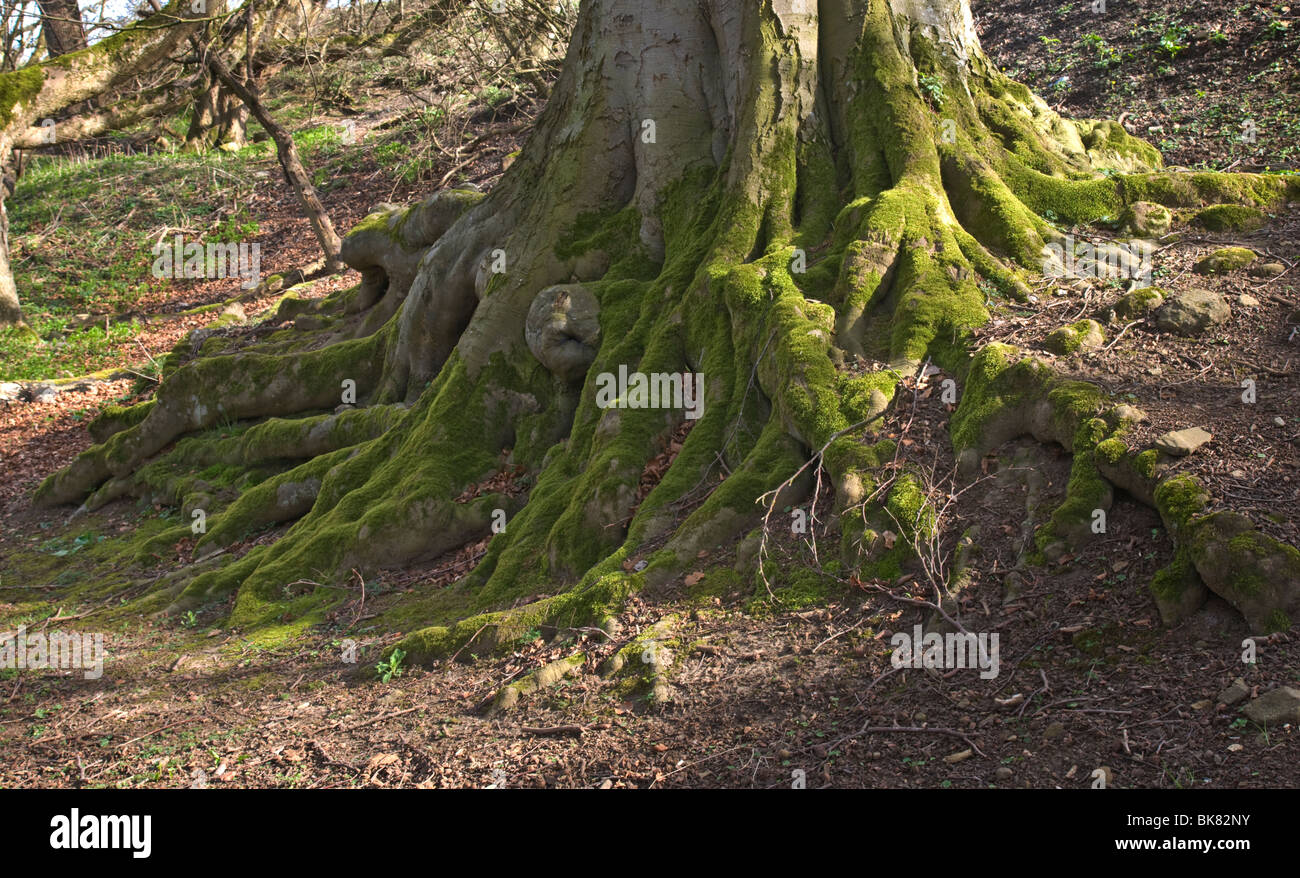 La base d'un chêne arbre montrant racines couverts de mousse. Banque D'Images
