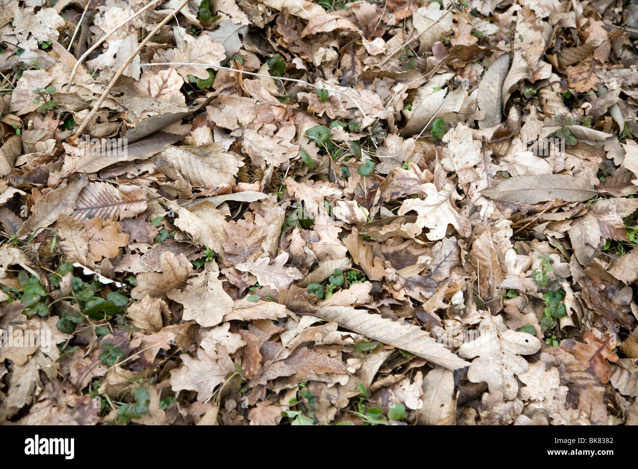 Brown l'automne les feuilles mortes sur le sol Banque D'Images