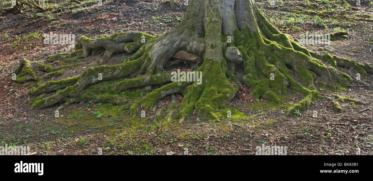 La base d'un chêne arbre montrant racines couverts de mousse. Banque D'Images