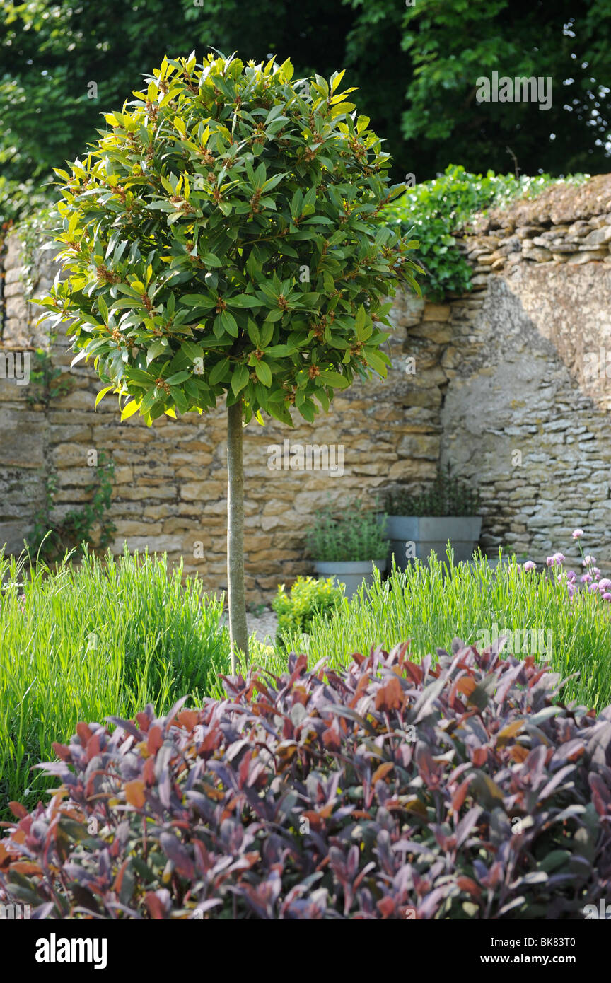 Un Bay Tree dans un jardin d'herbe fortifiée UK Banque D'Images