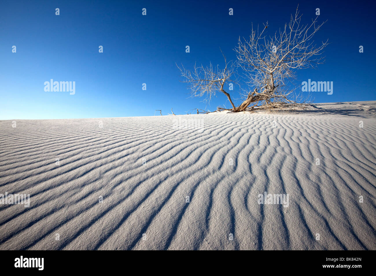 Silence, parc national de White Sands, Nouveau-Mexique Banque D'Images