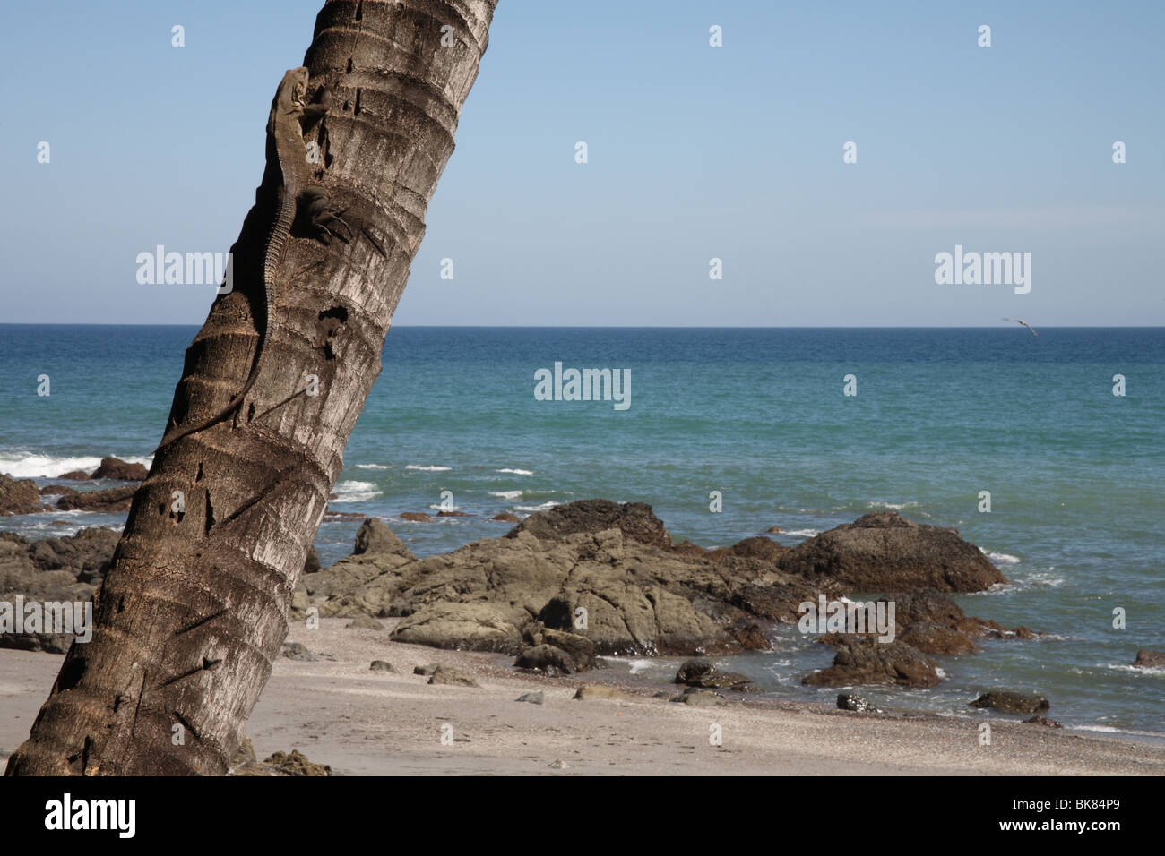 Iguana se détendre dans un palmier sur la plage de Montezuma, Costa Rica. Banque D'Images