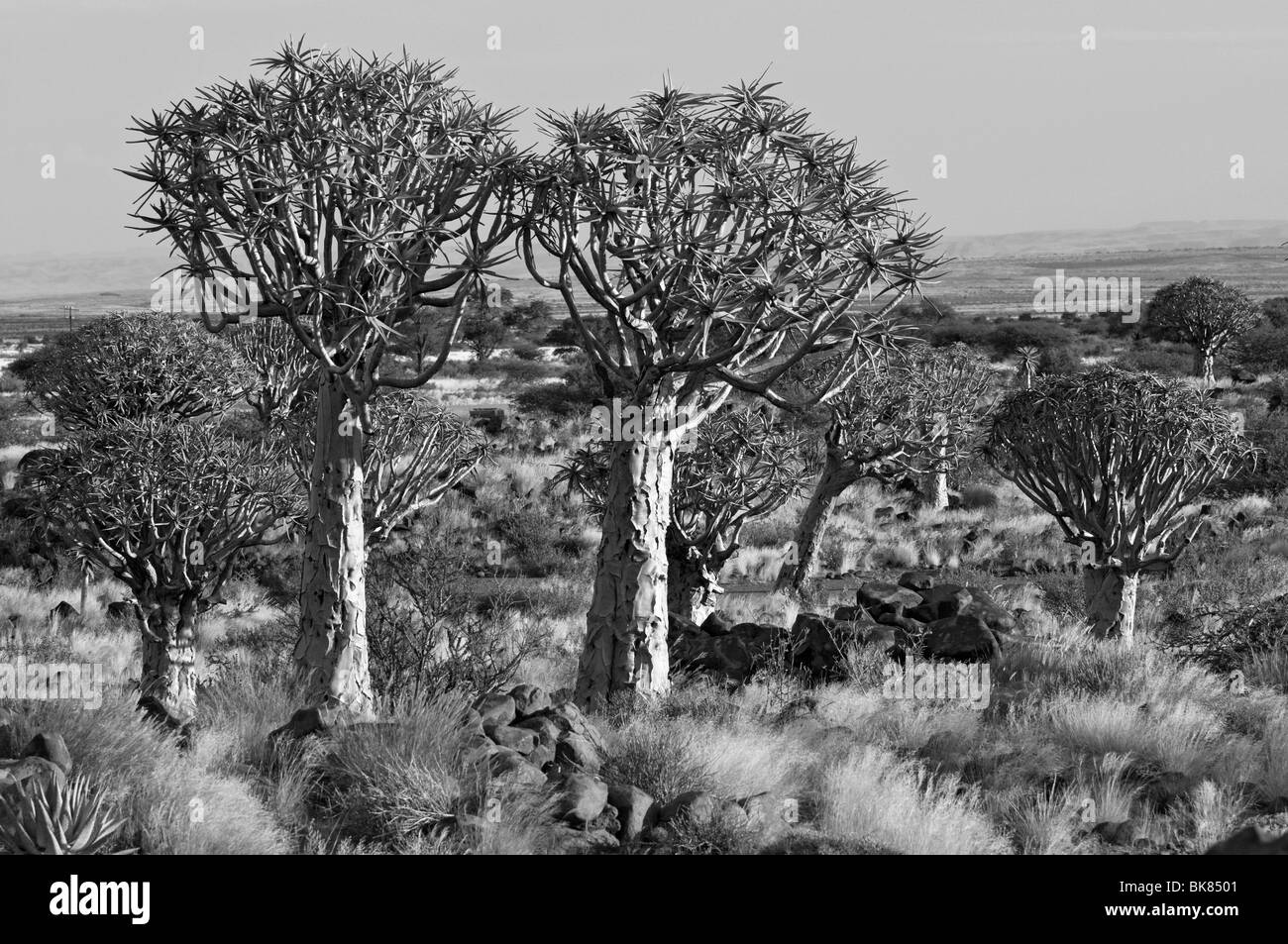 Quiver Tree ou Kokerboom Forest près de Keetmanshoop, Namibie, Afrique Banque D'Images