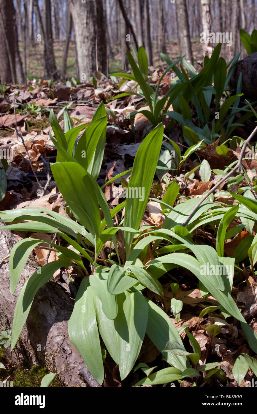 Oignon POIREAU Allium tricoccum sauvages Printemps La Forêt de feuillus E USA par Dembinsky Assoc Photo Banque D'Images