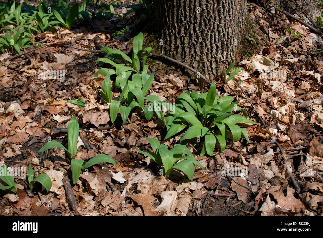Oignon POIREAU Allium tricoccum sauvages Printemps La Forêt de feuillus E USA Banque D'Images