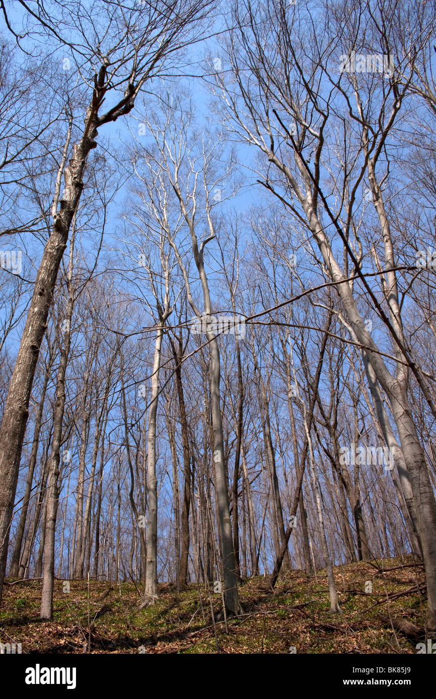 La Forêt de feuillus au début du printemps de l'auvent E USA par Dembinsky Assoc Photo Banque D'Images
