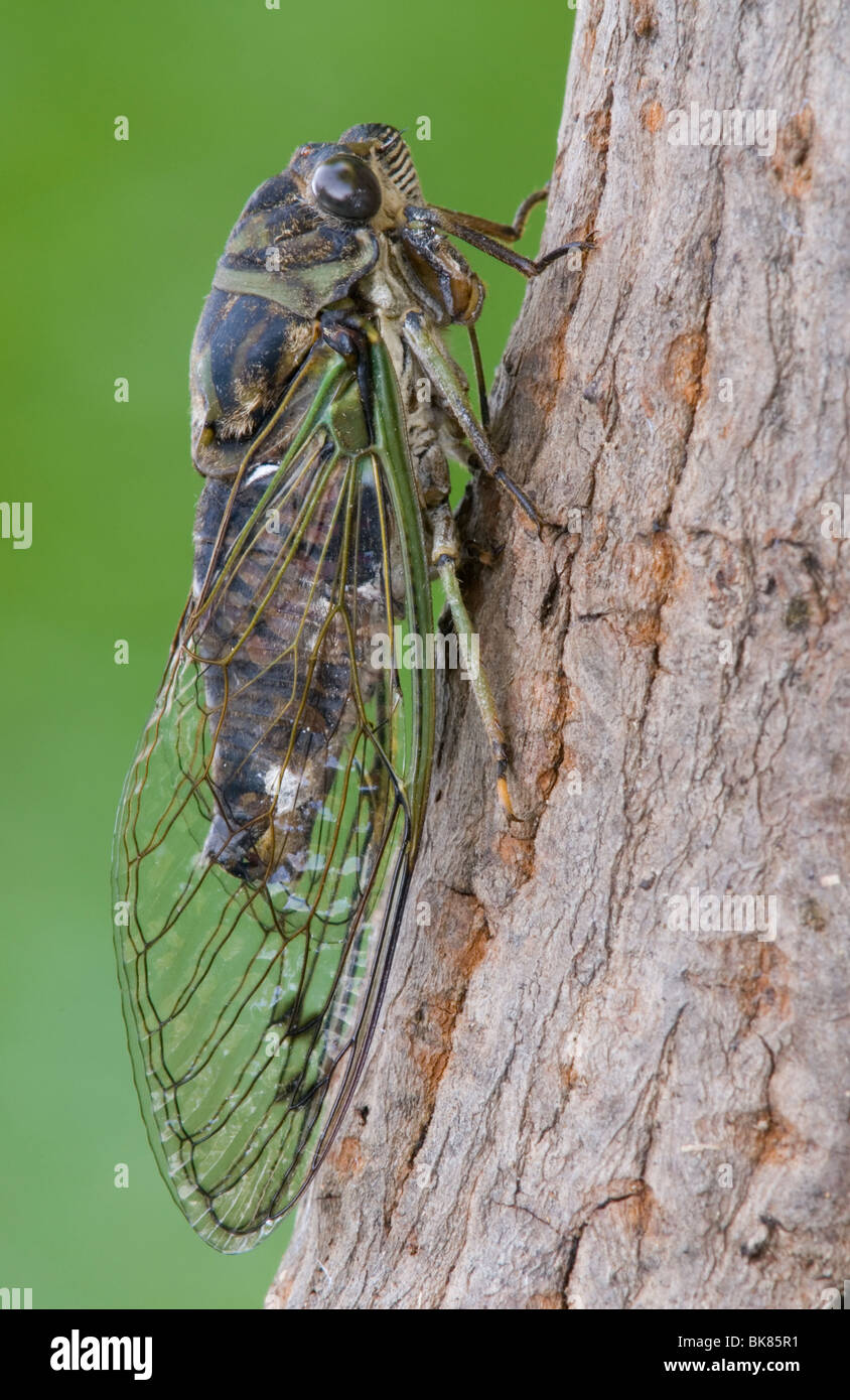 Harvestfly Tibicen canicularis Dogday Cicada après avoir émergé de la peau larvaire est des Etats-Unis, par aller Moody/Dembinsky Assoc Photo Banque D'Images
