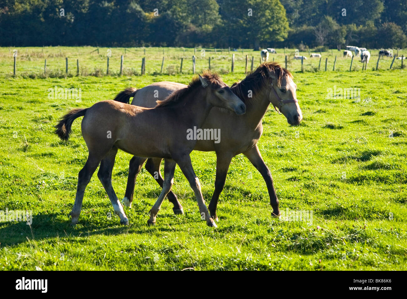 Les chevaux, Poulain & Mare Banque D'Images