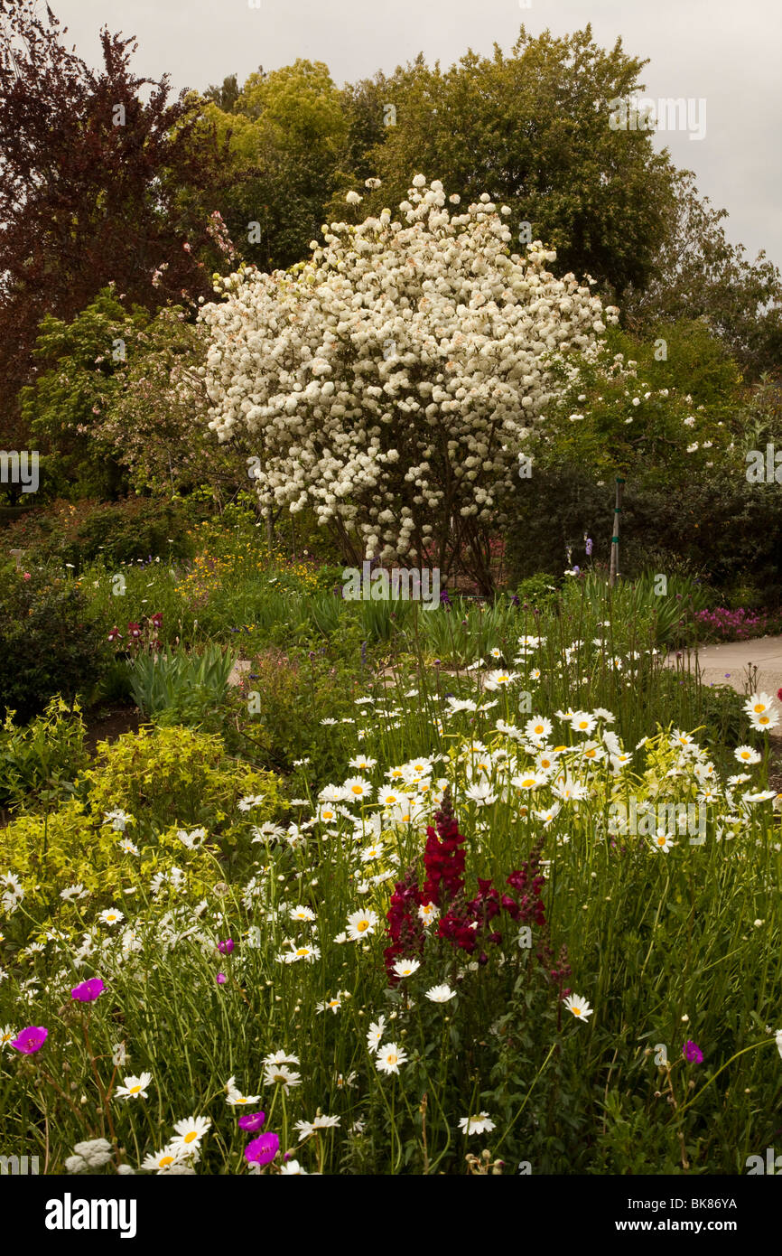 Les fleurs, la Huntington Library, Art Collections and Botanical Garden Banque D'Images