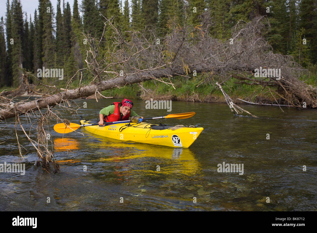 Jeune femme pagaie, kayak, évitant les arbres surplombant, obstacle, Upper Liard River (Territoire du Yukon, Canada Banque D'Images