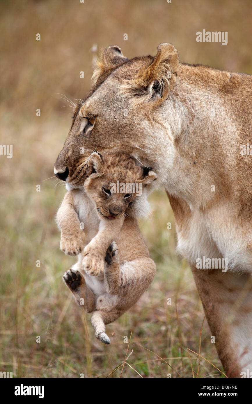Lioness (Panthera leo) portant un cub Banque D'Images