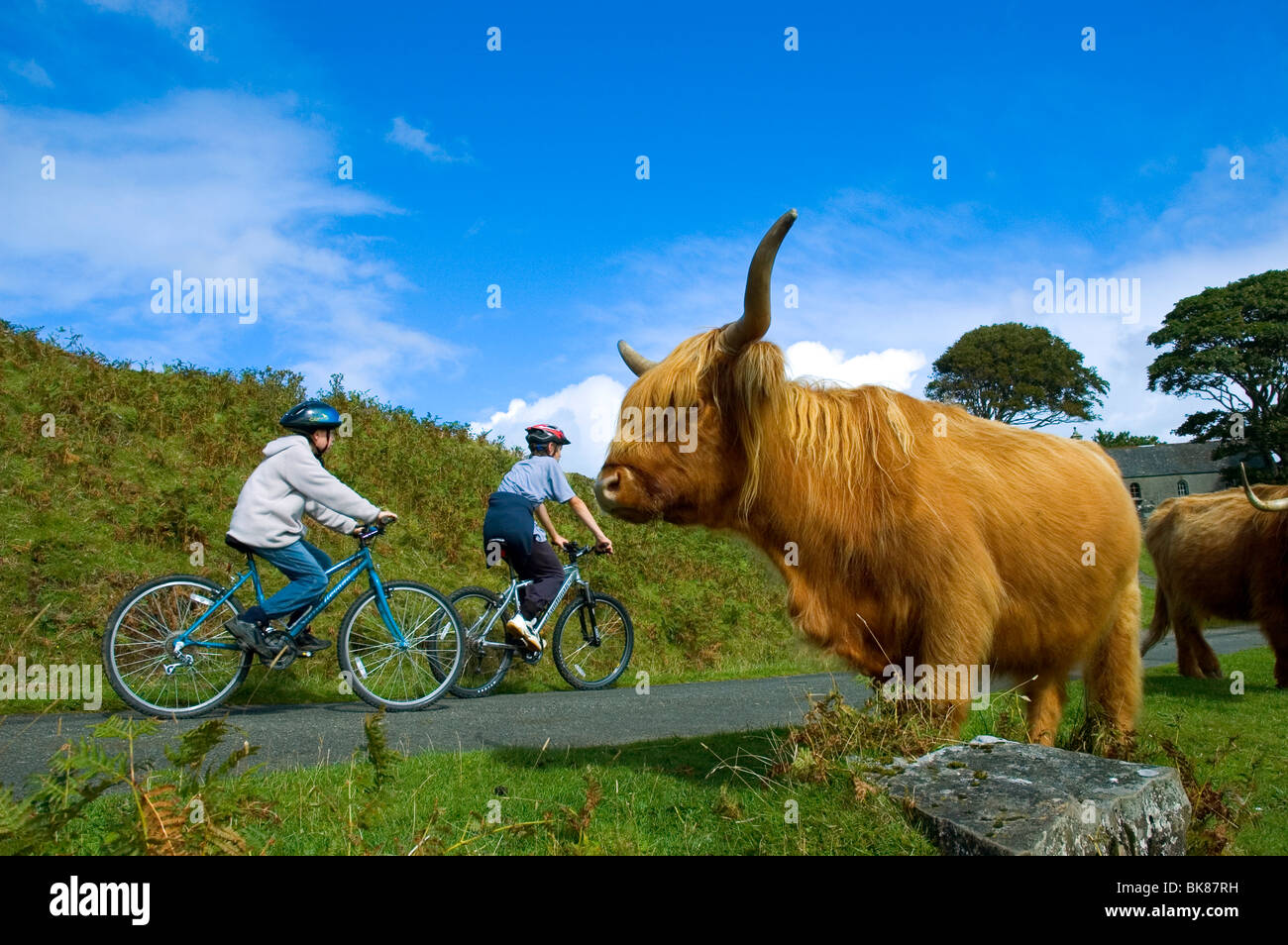 Scottish Highland cattle avec les cyclistes Banque D'Images