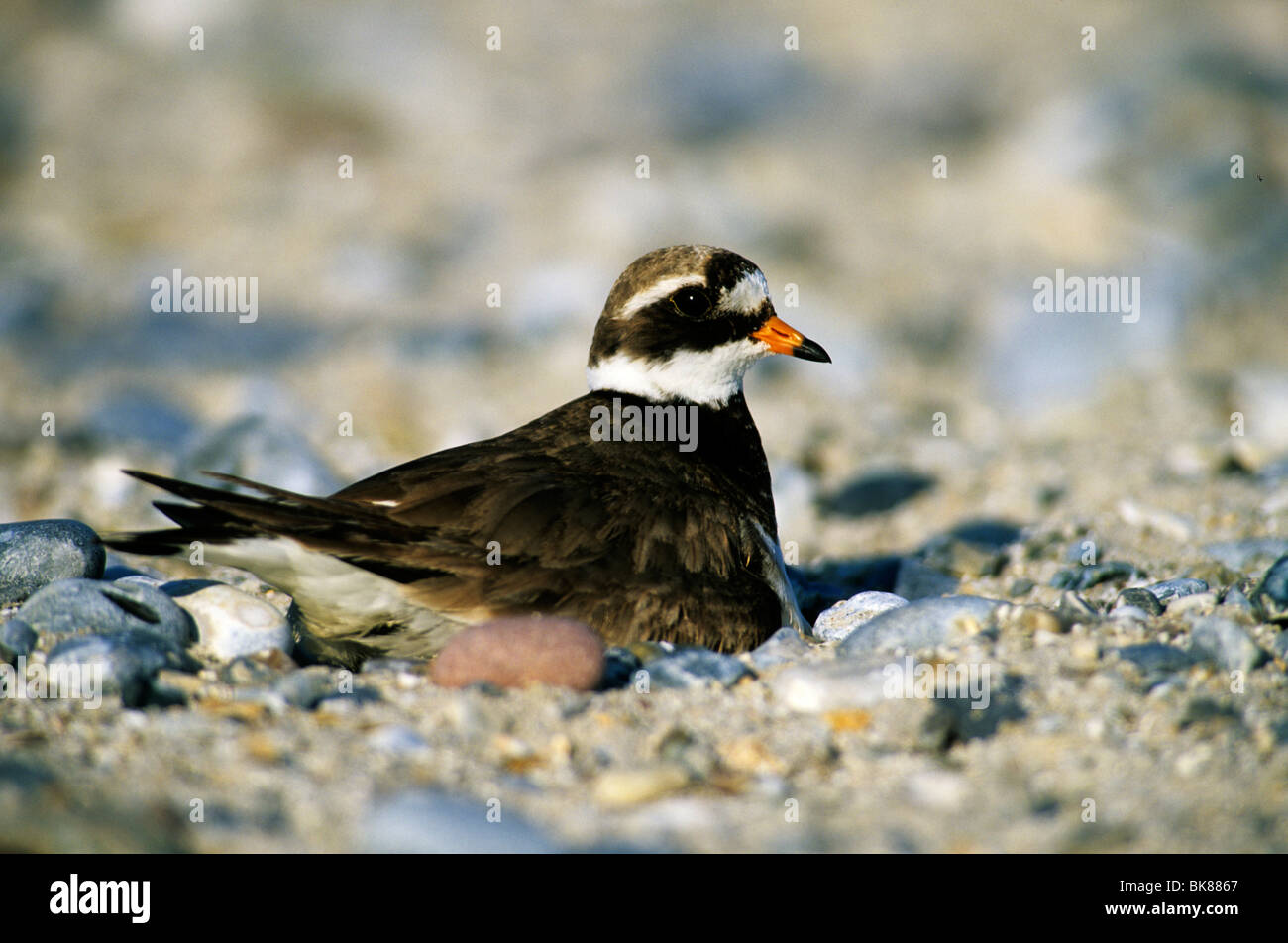 Ringed Plover (Charadrius hiaticula), femelle couvant sur un nid sur une plage Banque D'Images