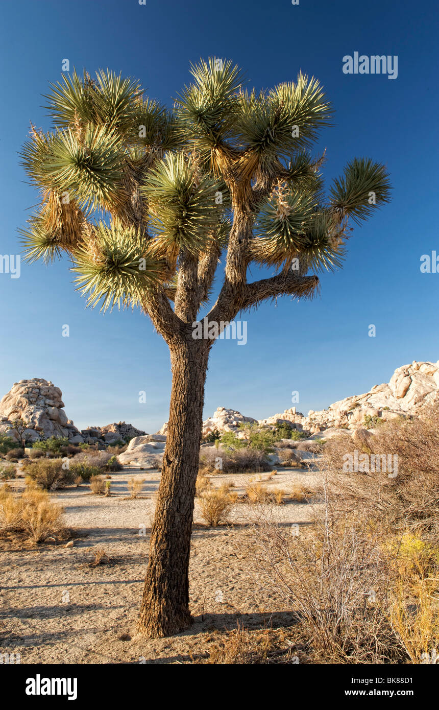 Le parc national Joshua Tree, California, USA Banque D'Images