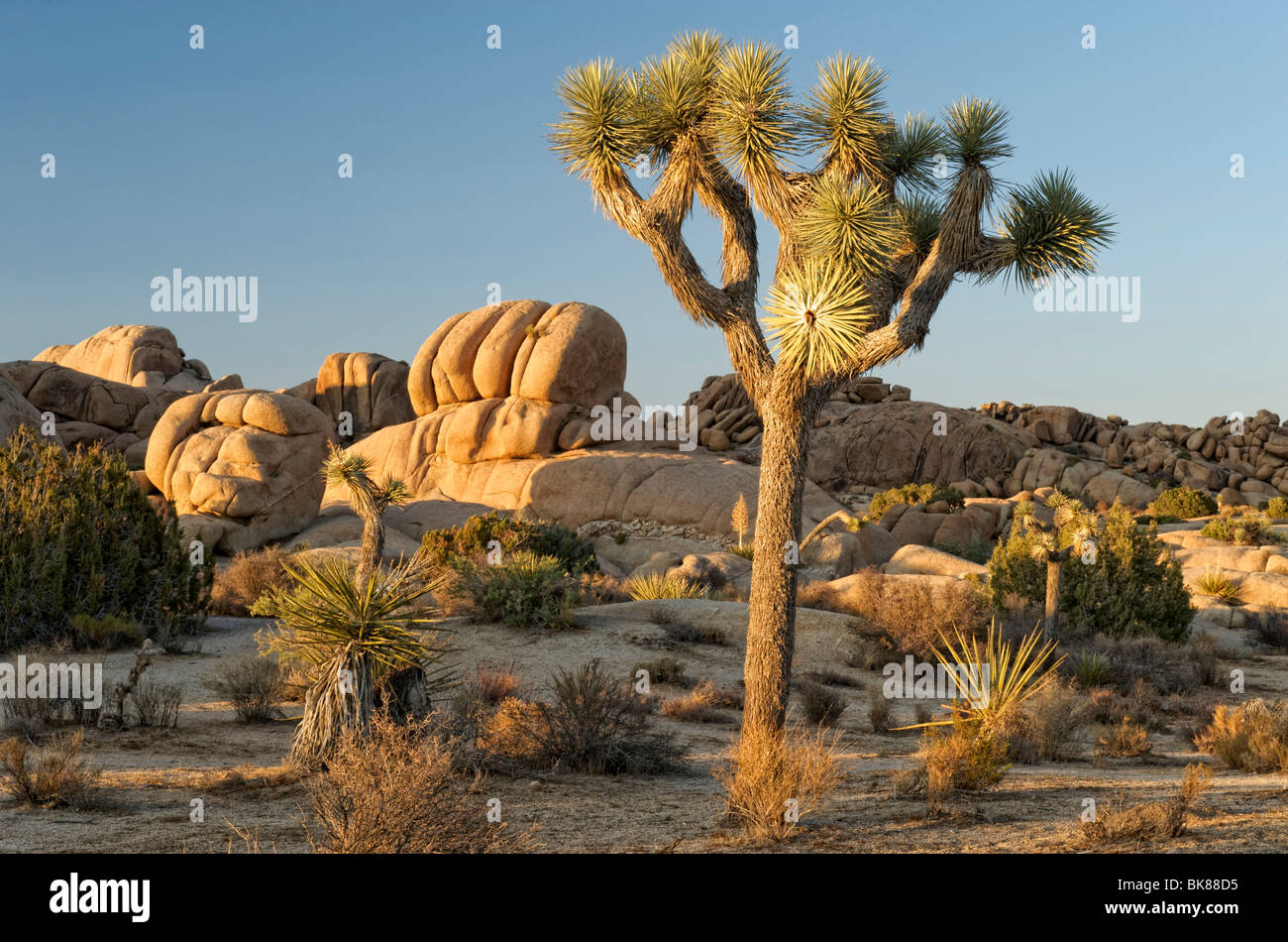 Parc National De Joshua Tree Banque De Photographies Et D images 
