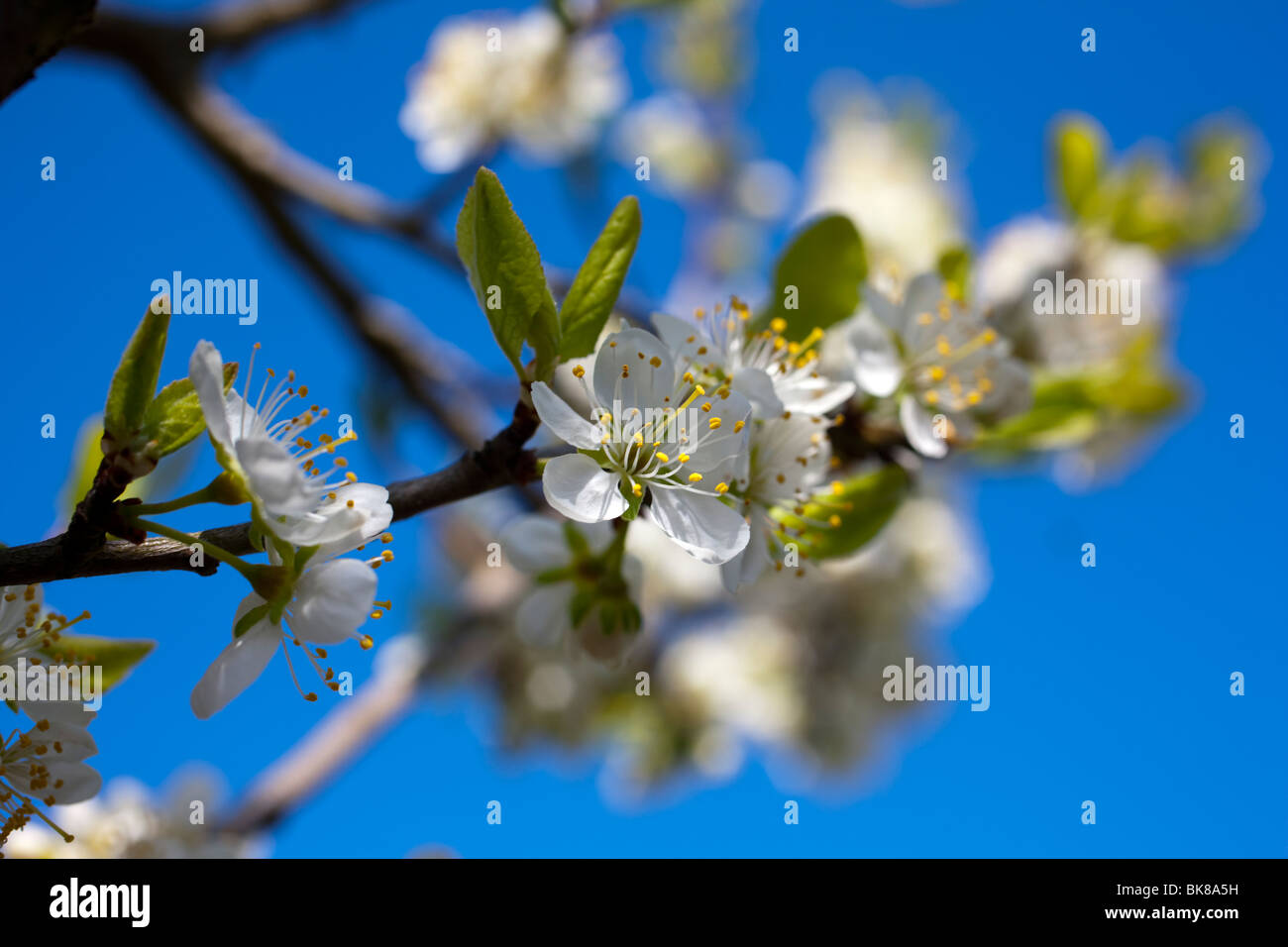 Fleur de prunier blanc contre un printemps bleu Sky au Royaume-Uni Banque D'Images