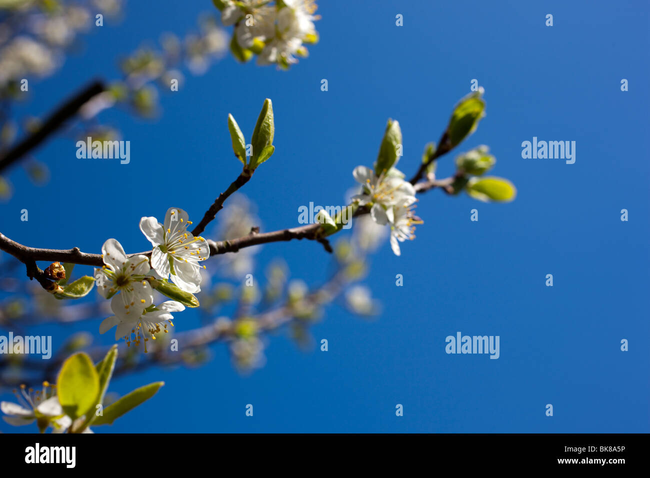 Fleur de prunier blanc contre un printemps bleu Sky au Royaume-Uni Banque D'Images