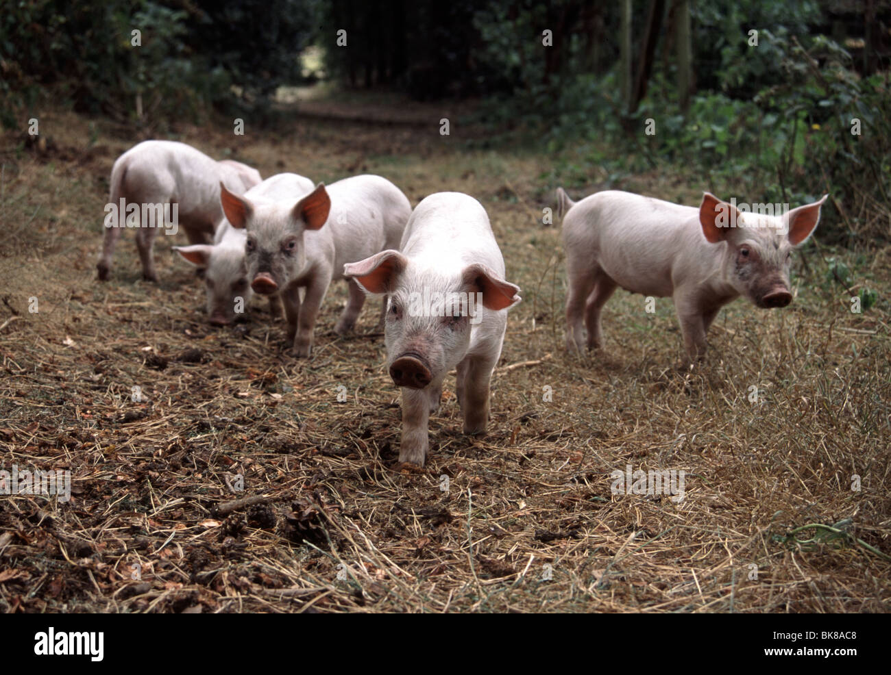 Les mammifères, les porcs, les porcelets Banque D'Images