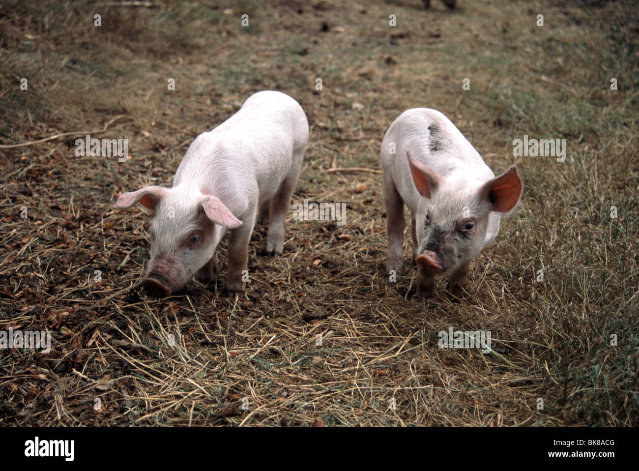 Les mammifères, les porcs, les porcelets Banque D'Images