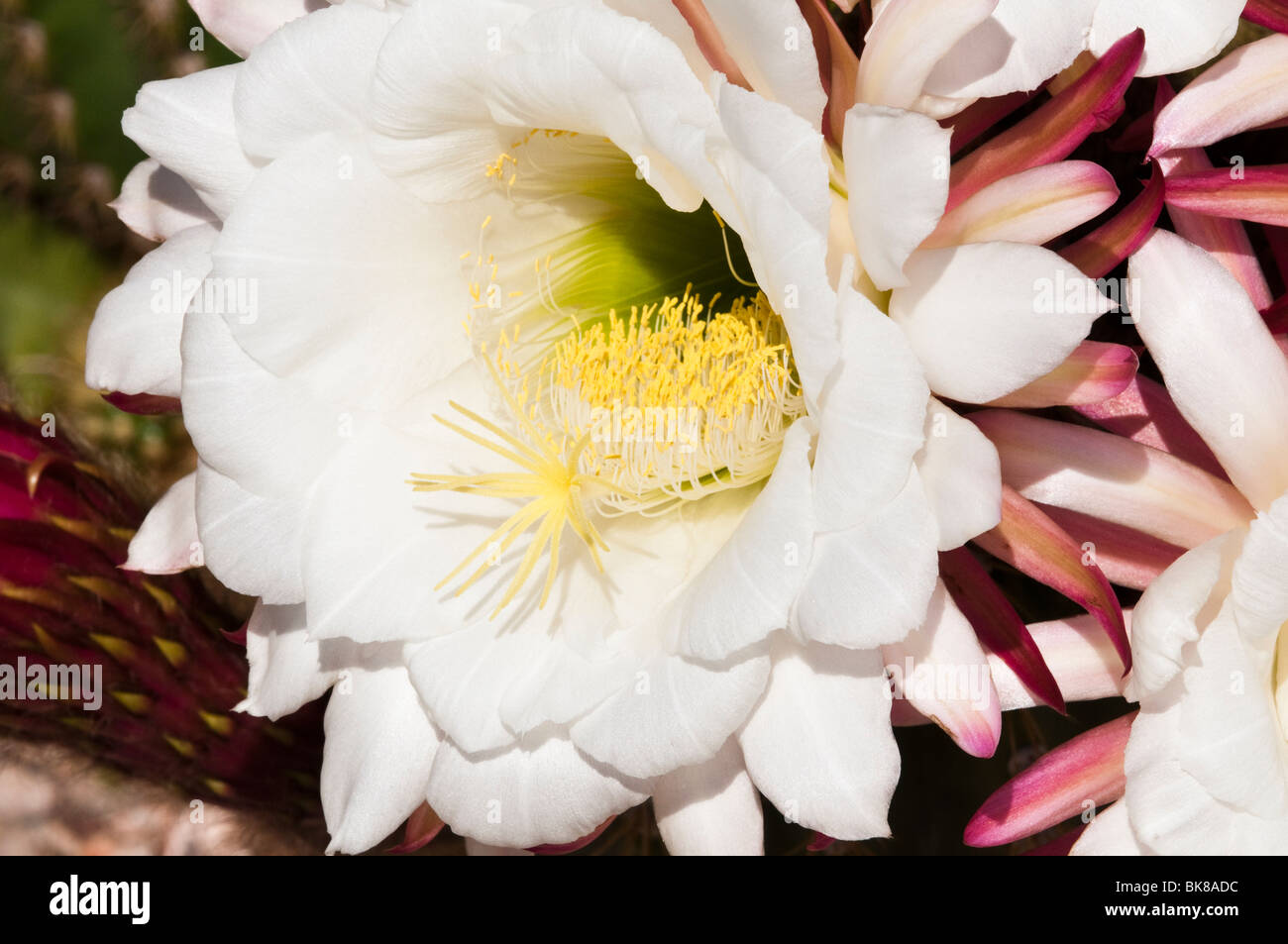 Nightblooming cereus cactus en fleurs fleurs au printemps Banque D'Images
