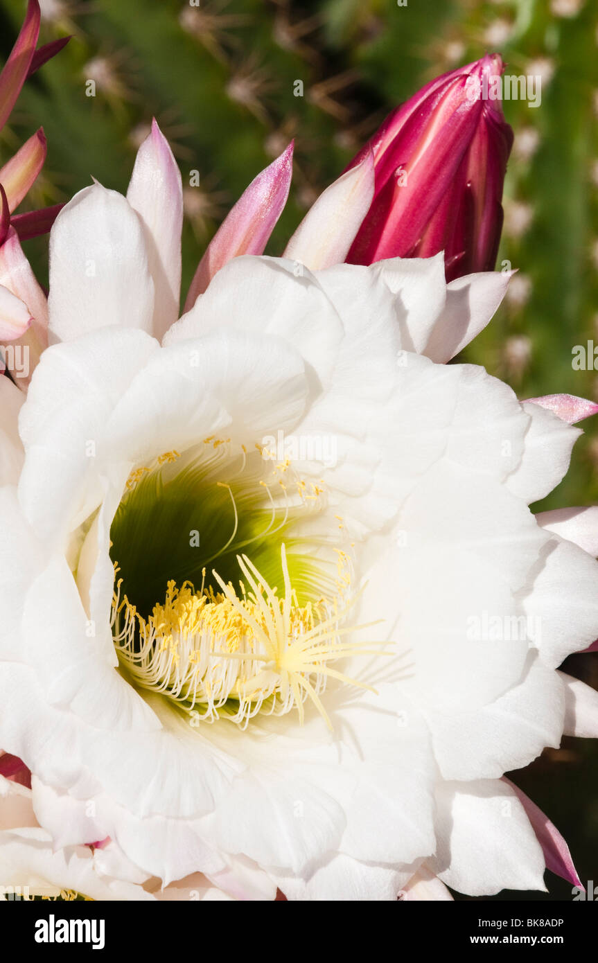 Nightblooming cereus cactus en fleurs fleurs au printemps Banque D'Images