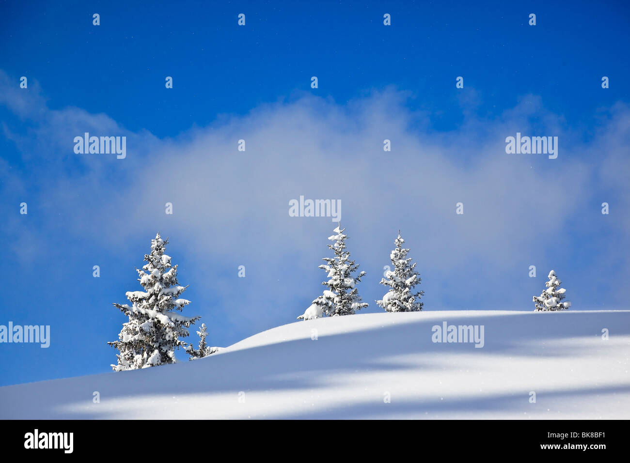 Quatre sapins couverts de neige et de plaine, Bavaria, Germany, Europe Banque D'Images