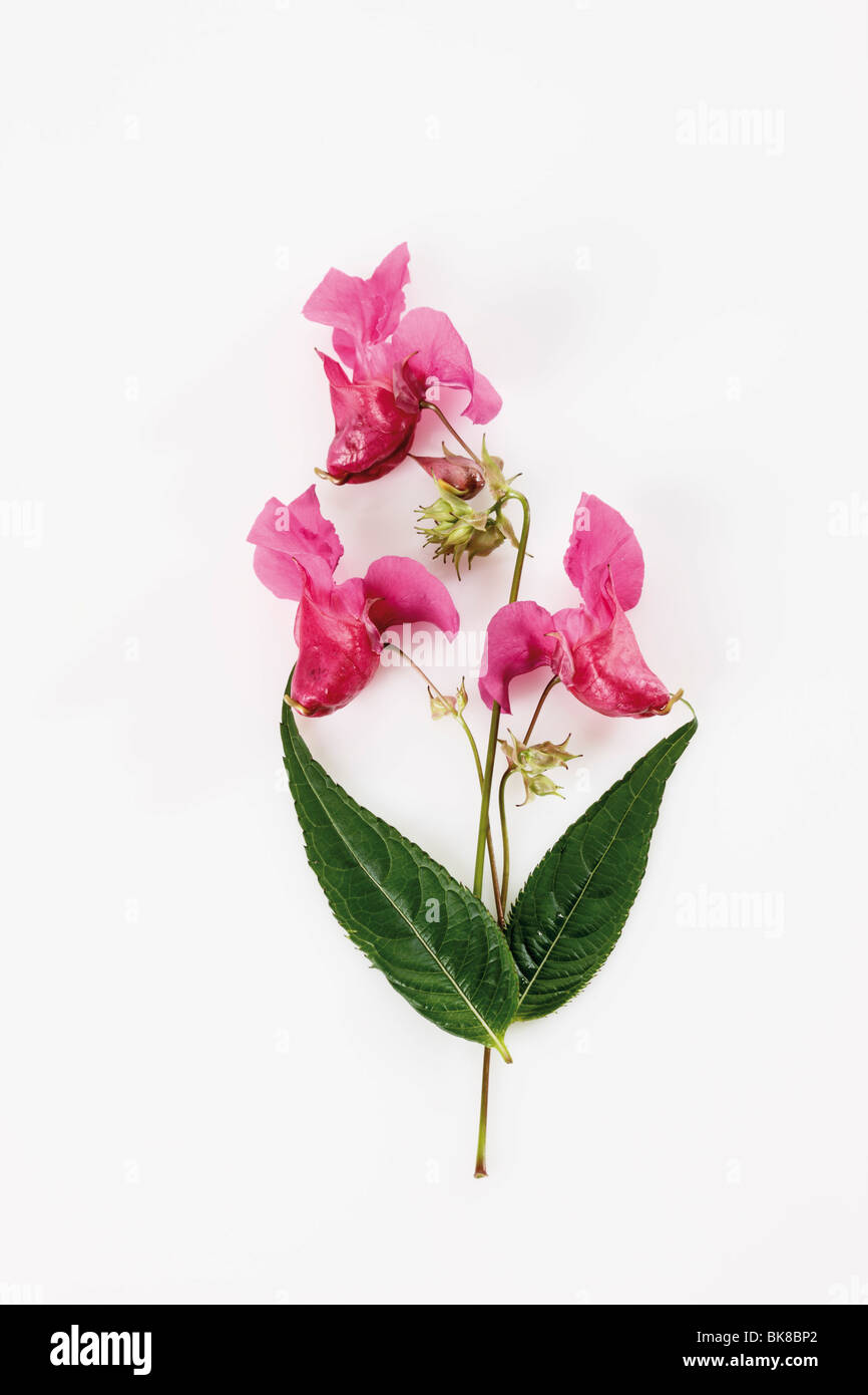 Balsamine de l'Himalaya (Impatiens glandulifera), fleur de Bach, plante médicinale Banque D'Images