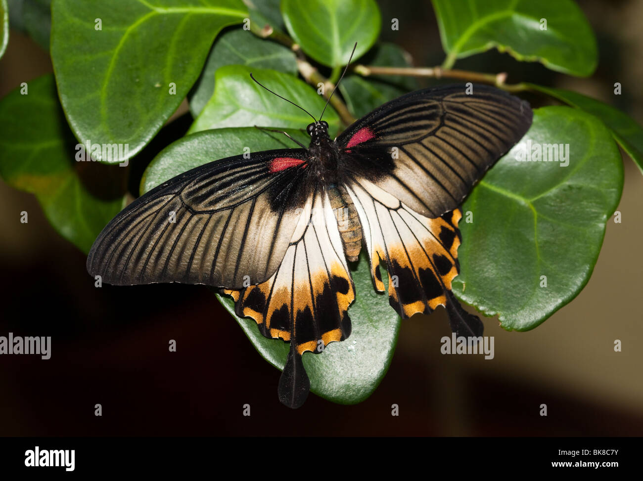 Papilio memnon, Grand Mormon. Le beau papillon tropical se trouve sur l'usine. Banque D'Images