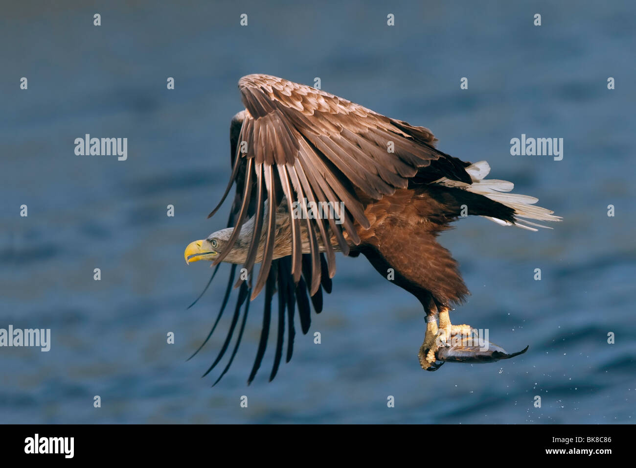 Une photo de cerf de l'aigle de mer transportant un poisson sur un fond de mer bleu Banque D'Images