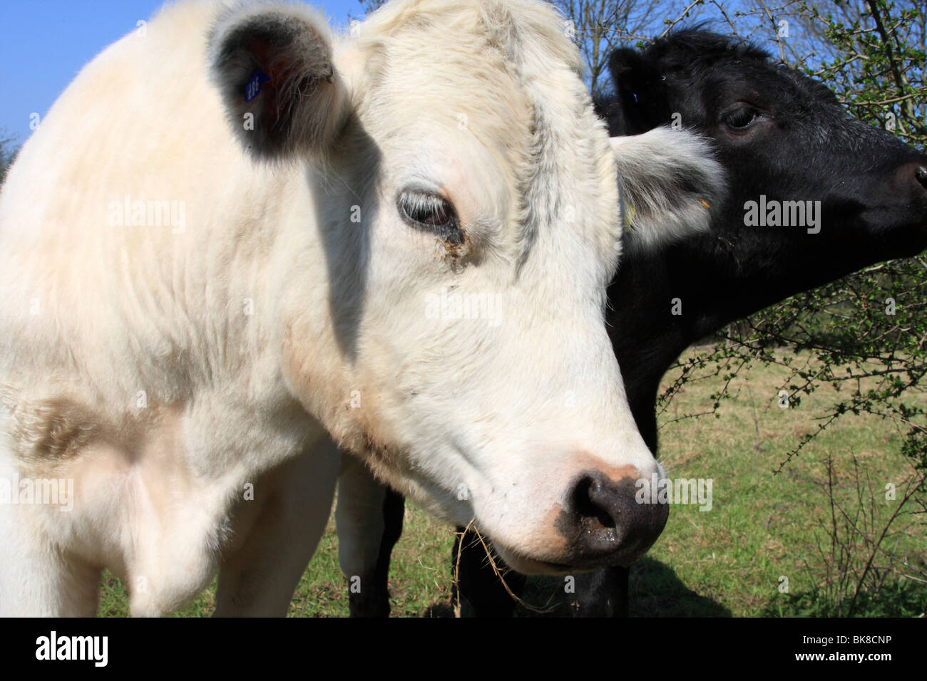 Sur une ferme de bovins au Royaume-Uni. Banque D'Images